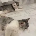 3 قطط شيرازي للتبني
