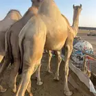 قعدان مفاريد للبيع