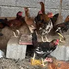 دجاج