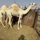 قعدان قصب