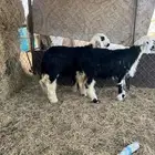 خروف او رخل