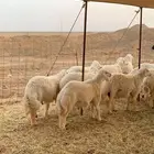 ذبايح حري ذبائح مناسبات عقيقه يوجد صلخ وتوصيل