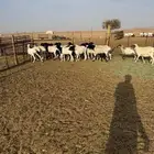 بربريات جذعات ولامانع تفريد