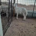 رخال للبيع