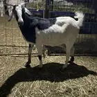 عنز دافع ورخال