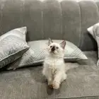 قطط للبيع