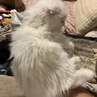 قط لتبني