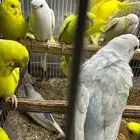 بادجي املجج