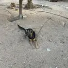 كلاب حراسه المانية