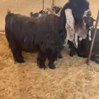 للبيع تيس عارضي صنف