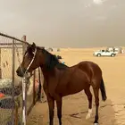 معنا عرض فرس لاسم صمود لأب  لام   العمر 5