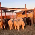 طليان حريه للبيع
