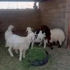 طليان طيبات