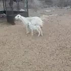 نعجه والد