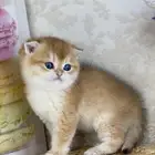 برتش سكوتش فولد كيتن قطط صغيره قطوه قطو قط catسكوتش ستريت