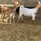 معزا قزميات دفيع الخرج