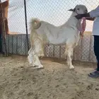 فحل مطور للبيع