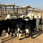 للبيع رخال نجد طيبه