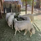 خرفان