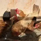 دجاج بلدي