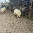 جذعان نعيم