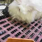 أرنب هولندي لطيف للبيع
