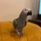 كاسكو اليف و مليان كلام تم البيع الله يبارك لي راعيه