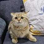 قط بيكي فيس لتبني