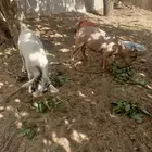 اثنين ماعز قزمي ذكران