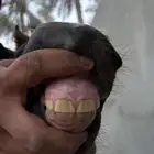 للبيع مهر