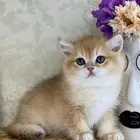 قطط قطه قطوه قطو بيرشن برتش بيكي فيس كيتن cat سكوتش فولد