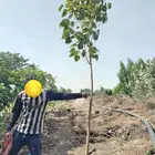 مشاتل مشتل للبيع الاشجار بالجملة جدة