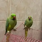 زوج ببغاء درة