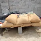 ذره حمراء حب خريف
