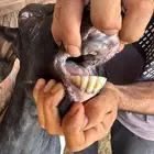 عنز تحتها ثلاث جفرات ( تم البيع )