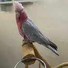 النوع  كوكاتو قالا العمر حد