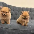 كلاب بمرنيان