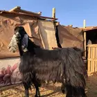 تيس عارضي فحل كفوو