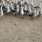 وز عراقي 20جوز