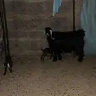 متبع عليها اثنين البيع مستعجل