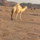 ناقه لقحه