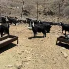 معزى عوارض