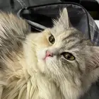 قطة للتبني