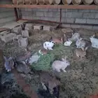 أرانب تم للبيع