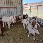 10 جفرات بالفحل جذع كلها