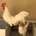جوز دجاج امريكي