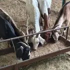 معزا بيشي ومشاريك