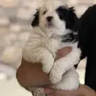 كلبة مالتيز للبيع