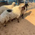 شياه حيل فل شحم
