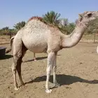 حشو للبيع العمر 7 شهور و8 شهور
